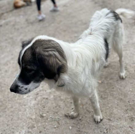 Kala, geb. ca. 10/2022, lebt in GRIECHENLAND, auf einer privaten Pflegestelle