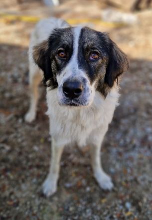 Kala, geb. ca. 10/2022, lebt in GRIECHENLAND, auf einer privaten Pflegestelle