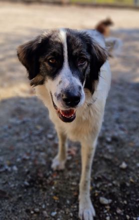 Kala, geb. ca. 10/2022, lebt in GRIECHENLAND, auf einer privaten Pflegestelle