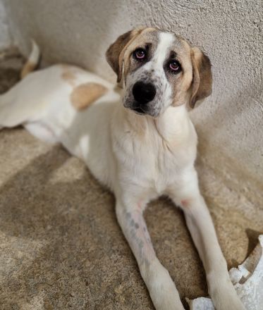 Lou, geb. ca. 11/2022, lebt in GRIECHENLAND, im städt. Tierheim Serres