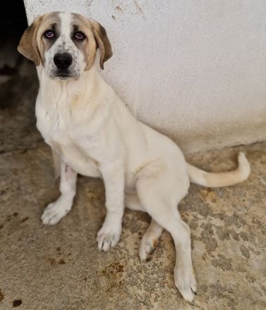 Lou, geb. ca. 11/2022, lebt in GRIECHENLAND, im städt. Tierheim Serres