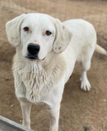 Melli, geb. ca. 10/2021, lebt in GRIECHENLAND, im städt. Tierheim Serres