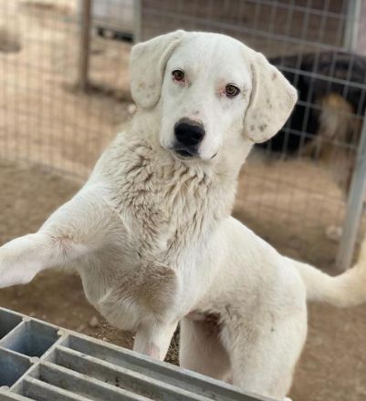 Melli, geb. ca. 10/2021, lebt in GRIECHENLAND, im städt. Tierheim Serres