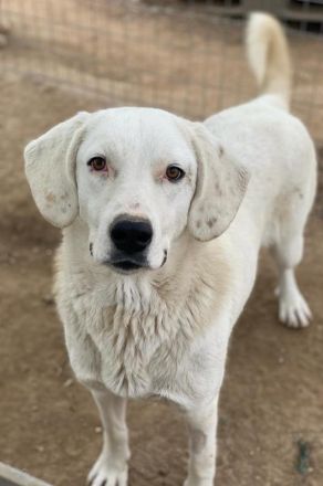 Melli, geb. ca. 10/2021, lebt in GRIECHENLAND, im städt. Tierheim Serres