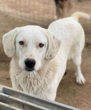 Melli, geb. ca. 10/2021, lebt in GRIECHENLAND, im städt. Tierheim Serres