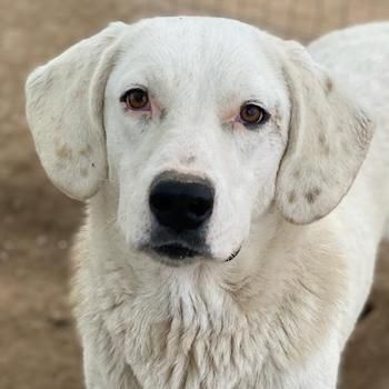 Melli, geb. ca. 10/2021, lebt in GRIECHENLAND, im städt. Tierheim Serres