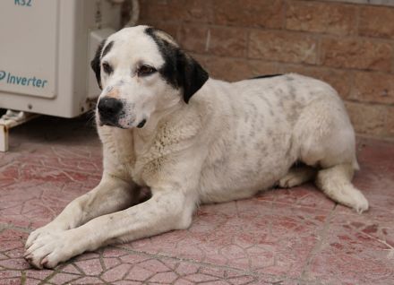 Morla, geb. ca. 01/2020, lebt in GRIECHENLAND, auf einer privaten Pflegestelle