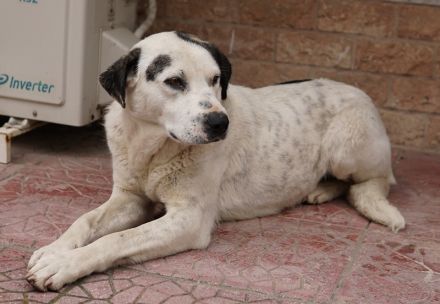 Morla, geb. ca. 01/2020, lebt in GRIECHENLAND, auf einer privaten Pflegestelle