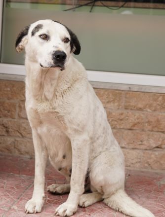 Morla, geb. ca. 01/2020, lebt in GRIECHENLAND, auf einer privaten Pflegestelle