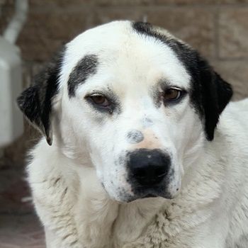 Morla, geb. ca. 01/2020, lebt in GRIECHENLAND, auf einer privaten Pflegestelle