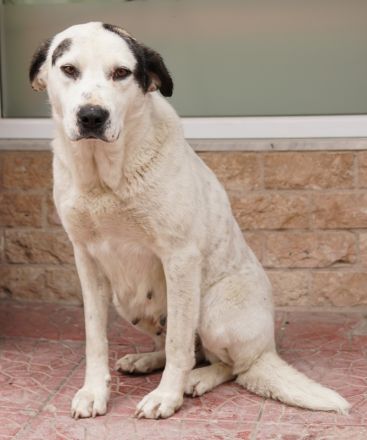 Morla, geb. ca. 01/2020, lebt in GRIECHENLAND, auf einer privaten Pflegestelle