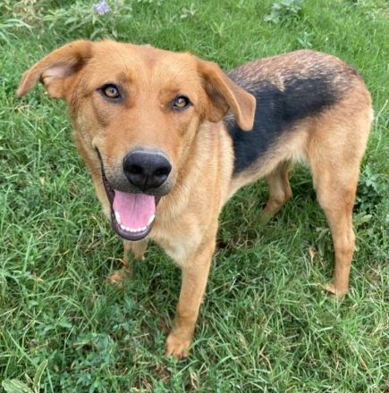 Pixie, geb. ca. 10/2022, lebt in GRIECHENLAND, im städt. Tierheim Serres