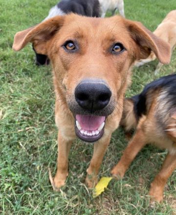 Pixie, geb. ca. 10/2022, lebt in GRIECHENLAND, im städt. Tierheim Serres