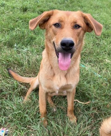 Pixie, geb. ca. 10/2022, lebt in GRIECHENLAND, im städt. Tierheim Serres