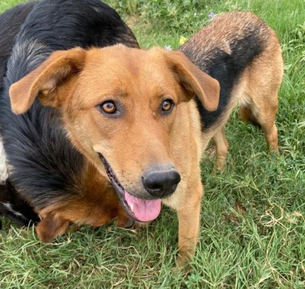 Pixie, geb. ca. 10/2022, lebt in GRIECHENLAND, im städt. Tierheim Serres