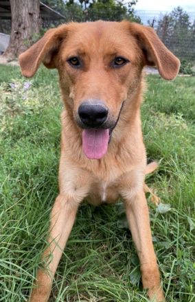 Pixie, geb. ca. 10/2022, lebt in GRIECHENLAND, im städt. Tierheim Serres