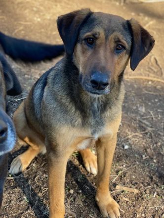 Rhea, geb. ca. 11/2021, lebt in GRIECHENLAND, auf einer privaten Pflegestelle