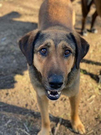 Rhea, geb. ca. 11/2021, lebt in GRIECHENLAND, auf einer privaten Pflegestelle