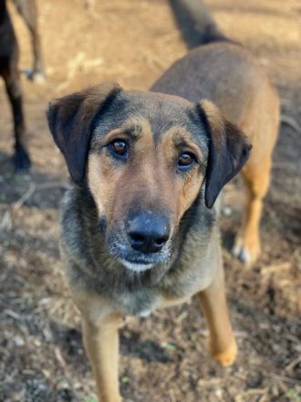 Rhea, geb. ca. 11/2021, lebt in GRIECHENLAND, auf einer privaten Pflegestelle