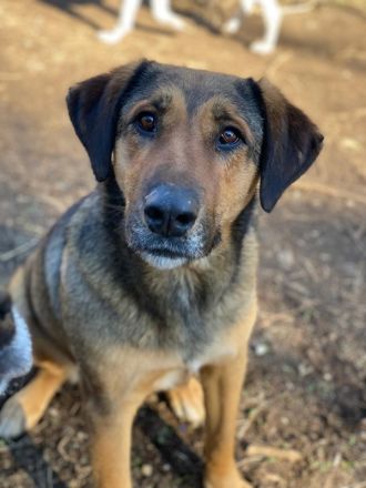 Rhea, geb. ca. 11/2021, lebt in GRIECHENLAND, auf einer privaten Pflegestelle