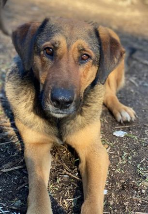 Rhea, geb. ca. 11/2021, lebt in GRIECHENLAND, auf einer privaten Pflegestelle