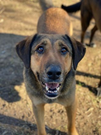 Rhea, geb. ca. 11/2021, lebt in GRIECHENLAND, auf einer privaten Pflegestelle