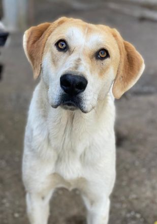 Roxi, geb. ca. 11/2022, lebt in GRIECHENLAND, im städt. Tierheim Serres