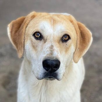 Roxi, geb. ca. 11/2022, lebt in GRIECHENLAND, im städt. Tierheim Serres