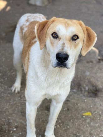 Roxi, geb. ca. 11/2022, lebt in GRIECHENLAND, im städt. Tierheim Serres