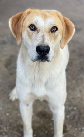 Roxi, geb. ca. 11/2022, lebt in GRIECHENLAND, im städt. Tierheim Serres