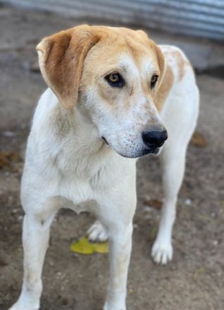 Roxi, geb. ca. 11/2022, lebt in GRIECHENLAND, im städt. Tierheim Serres