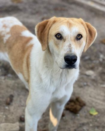 Roxi, geb. ca. 11/2022, lebt in GRIECHENLAND, im städt. Tierheim Serres