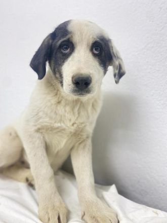 Sunshine, geb. ca. 11/2022, lebt in GRIECHENLAND, im städt. Tierheim Serres