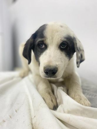 Sunshine, geb. ca. 11/2022, lebt in GRIECHENLAND, im städt. Tierheim Serres