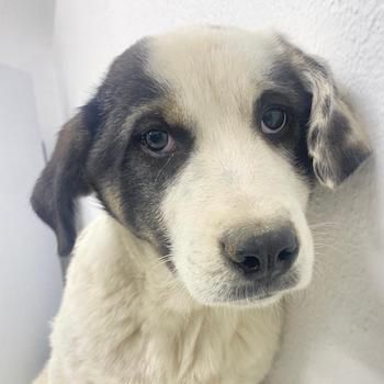 Sunshine, geb. ca. 11/2022, lebt in GRIECHENLAND, im städt. Tierheim Serres