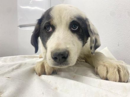 Sunshine, geb. ca. 11/2022, lebt in GRIECHENLAND, im städt. Tierheim Serres