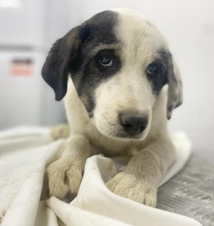 Sunshine, geb. ca. 11/2022, lebt in GRIECHENLAND, im städt. Tierheim Serres