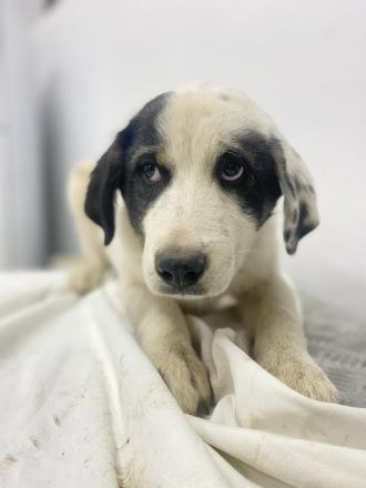 Sunshine, geb. ca. 11/2022, lebt in GRIECHENLAND, im städt. Tierheim Serres