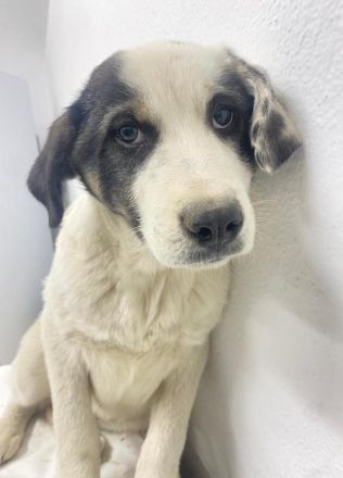 Sunshine, geb. ca. 11/2022, lebt in GRIECHENLAND, im städt. Tierheim Serres