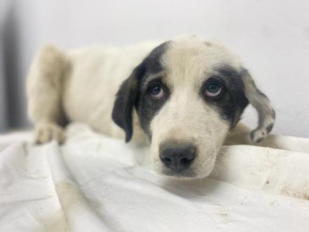 Sunshine, geb. ca. 11/2022, lebt in GRIECHENLAND, im städt. Tierheim Serres