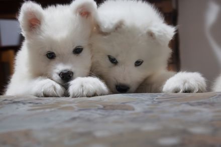Reinrassige Samojeden Welpen