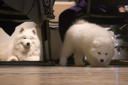 Reinrassige Samojeden Welpen