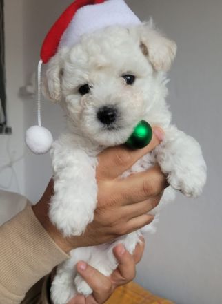 Bichon Frise Welpen Reinrasig