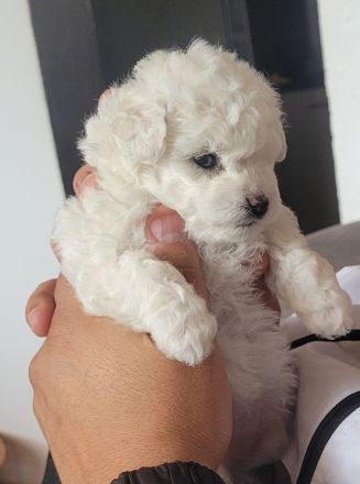 Bichon Frise Welpen Reinrasig