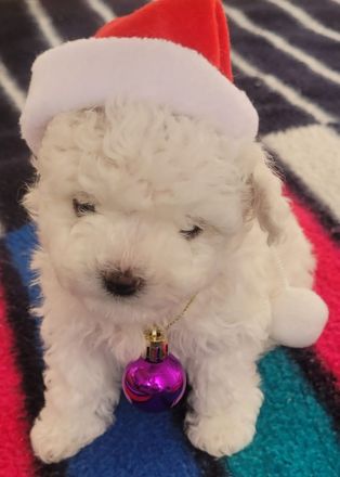 Bichon Frise Welpen Reinrasig