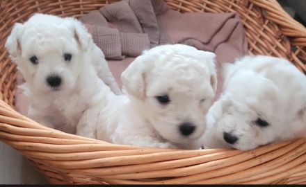 Bichon Frise Welpen Reinrasig