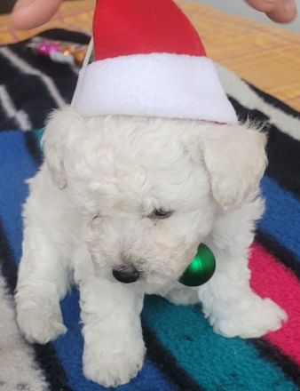 Bichon Frise Welpen Reinrasig