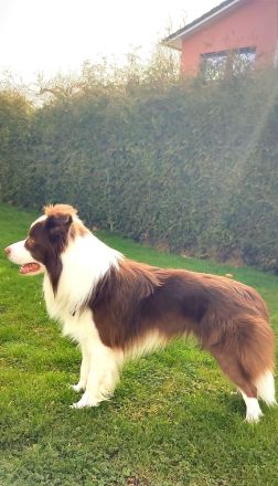 Border Collie Deckrüde Bary Hipnoza FCI