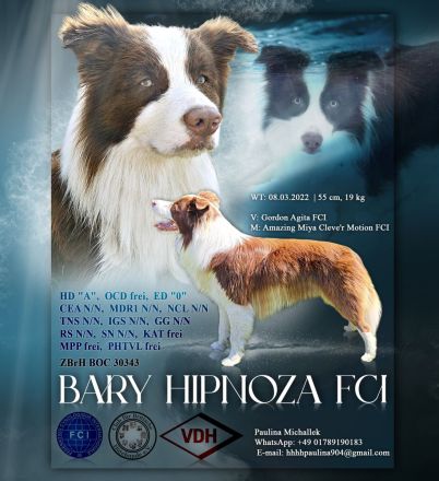 Border Collie Deckrüde Bary Hipnoza FCI