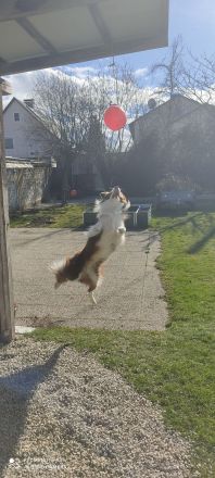 Border Collie Deckrüde Bary Hipnoza FCI